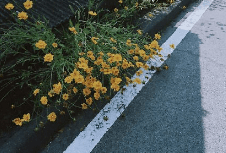 女生节祝福语简短优美 警察女生节祝福语