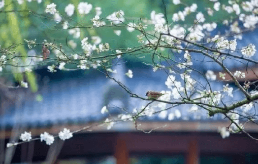 励志的微信名字女生--花开十里不如你